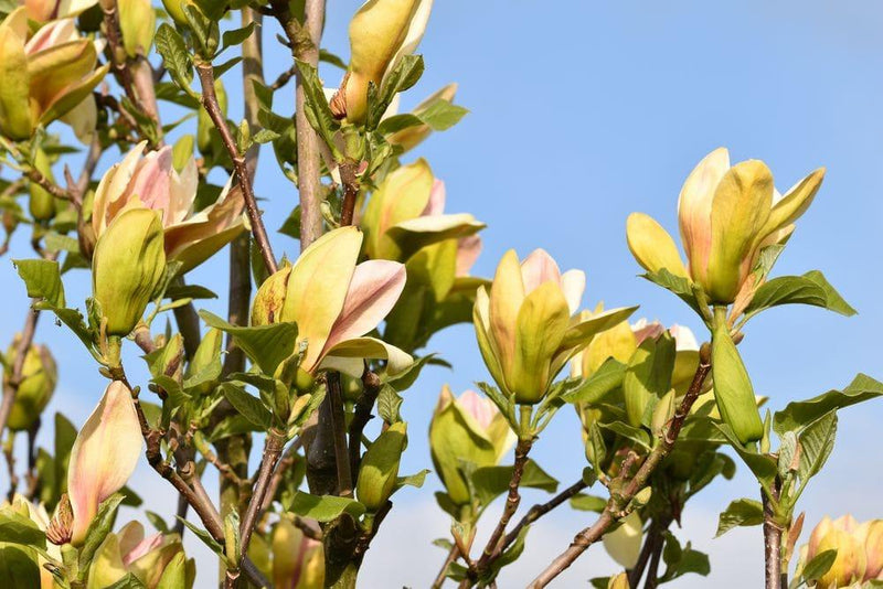 Bild von Magnolie 'Sunsation' im Onlineshop von Bohlken Pflanzenversand GbR
