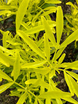 Bild von Mexikanische Orangenblume 'Gold Star' im Onlineshop von Bohlken Pflanzenversand GbR