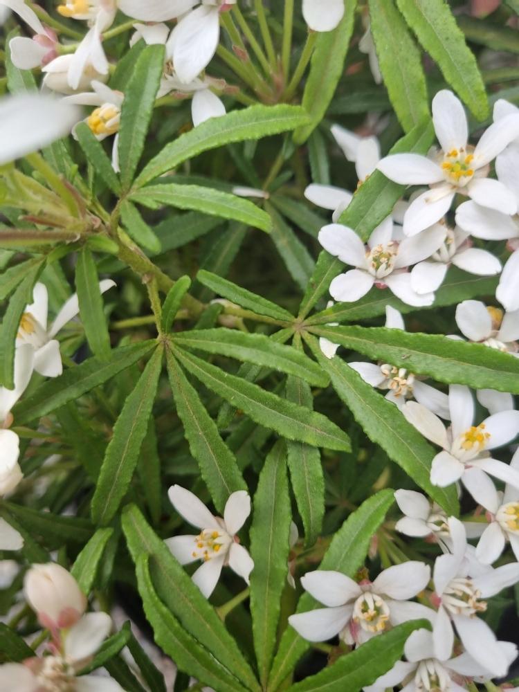 Bild von Mexikanische Orangenblume 'White Dazzler' im Onlineshop von Bohlken Pflanzenversand GbR