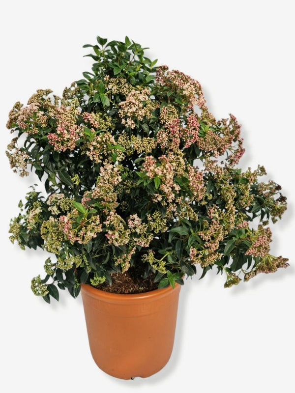 Bild von Mittelmeer-Schneeball 'Eve Price' im Onlineshop von Bohlken Pflanzenversand GbR