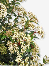 Bild von Mittelmeer-Schneeball im Onlineshop von Bohlken Pflanzenversand GbR