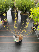 Bild von Mönchspfeffer, Keuschbaum 'Albus' im Onlineshop von Bohlken Pflanzenversand GbR
