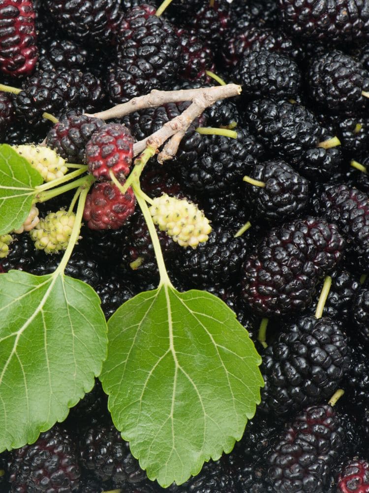 Jetzt Schwarze Maulbeere online kaufen bei Bohlken Pflanzenversand