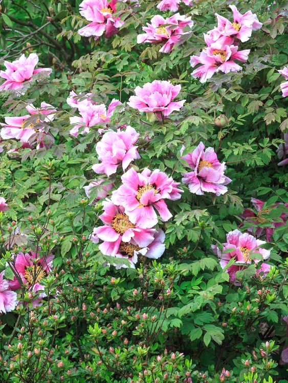 Japanische Baumpfingstrosen in verschiedenen Farben