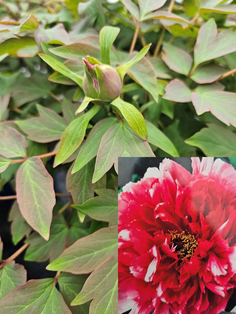 Artikelbild Paeonia suffruticosa / Baumpfingstrose Rot im Online-Shop der Bohlken Baumschulen