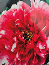 Artikelbild Paeonia suffruticosa / Baumpfingstrose Rot im Online-Shop der Bohlken Baumschulen