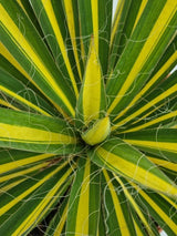 Bild von Palmlilie 'Color Guard' im Onlineshop von Bohlken Pflanzenversand GbR