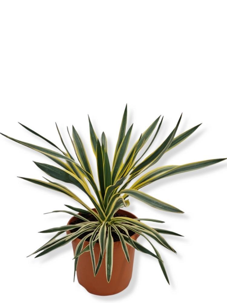 Bild von Palmlilie 'Gelb Bunt' im Onlineshop von Bohlken Pflanzenversand GbR