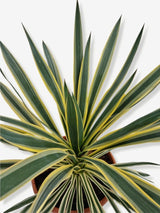 Bild von Palmlilie 'Gelb Bunt' im Onlineshop von Bohlken Pflanzenversand GbR