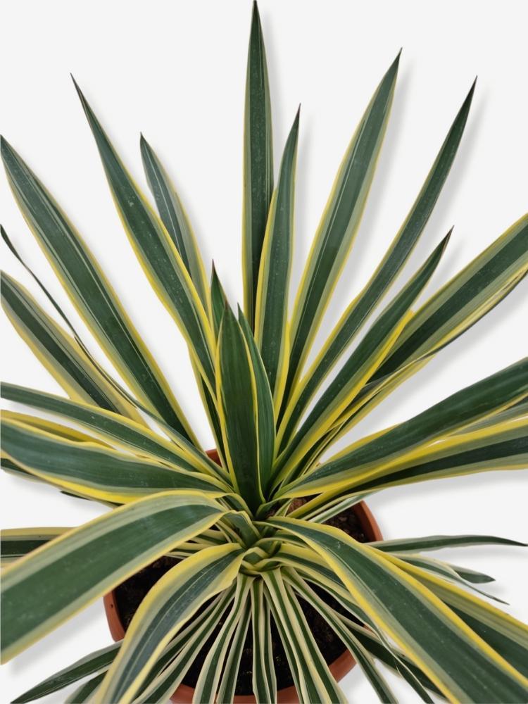 Bild von Palmlilie 'Gelb Bunt' im Onlineshop von Bohlken Pflanzenversand GbR