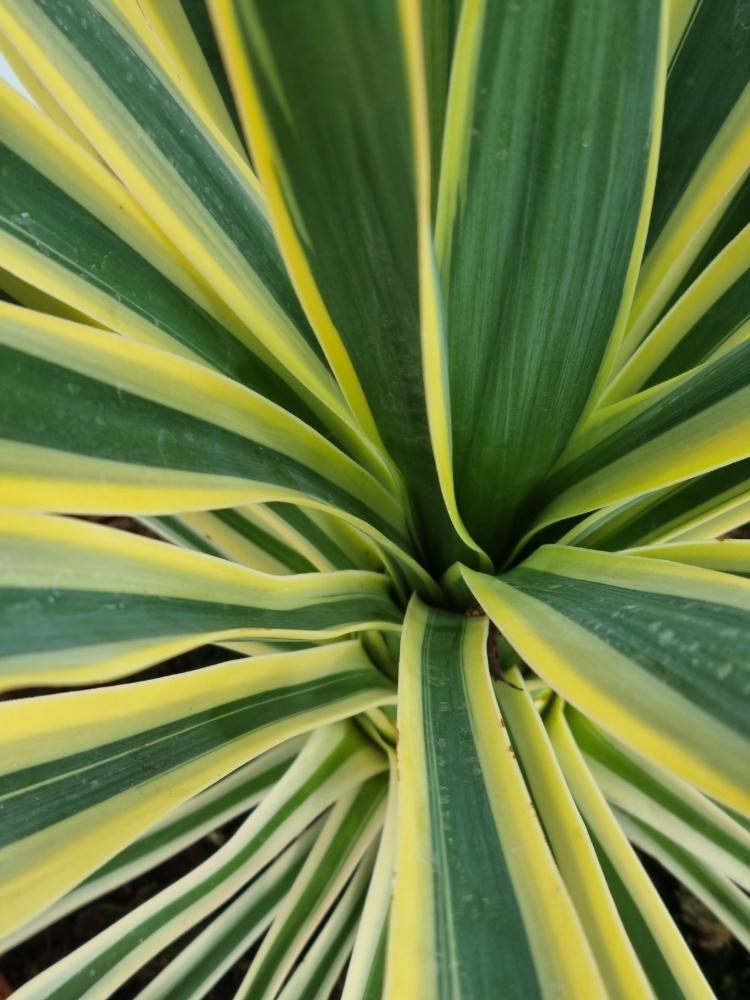 Bild von Palmlilie 'Gelb Bunt' im Onlineshop von Bohlken Pflanzenversand GbR