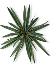 Bild von Palmlilie 'Silber Bunt' im Onlineshop von Bohlken Pflanzenversand GbR
