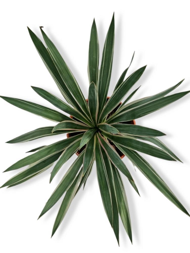 Bild von Palmlilie 'Silber Bunt' im Onlineshop von Bohlken Pflanzenversand GbR