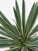 Bild von Palmlilie 'Silber Bunt' im Onlineshop von Bohlken Pflanzenversand GbR