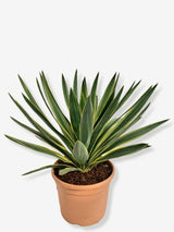 Bild von Palmlilie 'Variegata' im Onlineshop von Bohlken Pflanzenversand GbR