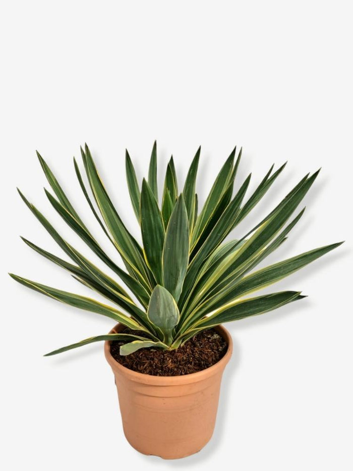 palmlilie im kübel Jetzt Palmlilie 'Variegata' online kaufen bei Bohlken Pflanzenversand –  Bohlken Pflanzenversand GbR