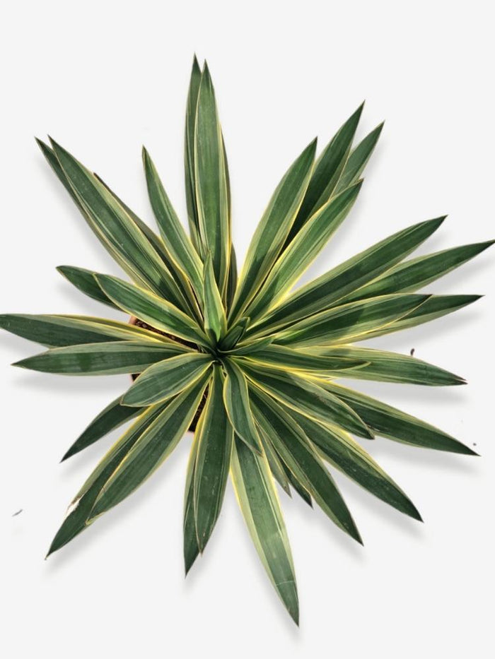 Jetzt Palmlilie 'Variegata' online kaufen bei Bohlken Pflanzenversand   Bohlken Pflanzenversand GbR