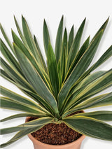 Bild von Palmlilie 'Variegata' im Onlineshop von Bohlken Pflanzenversand GbR