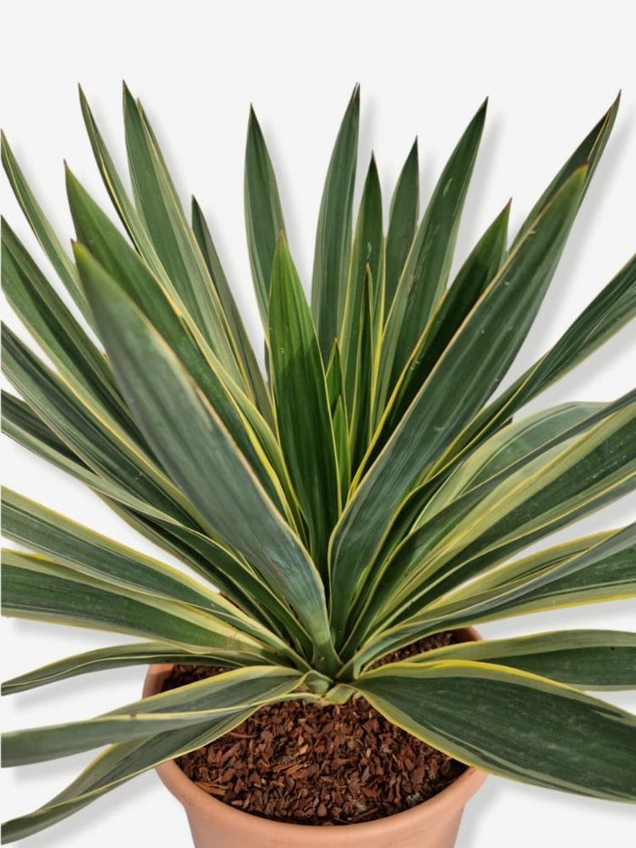 Jetzt Palmlilie 'Variegata' online kaufen bei Bohlken Pflanzenversand –  Bohlken Pflanzenversand GbR