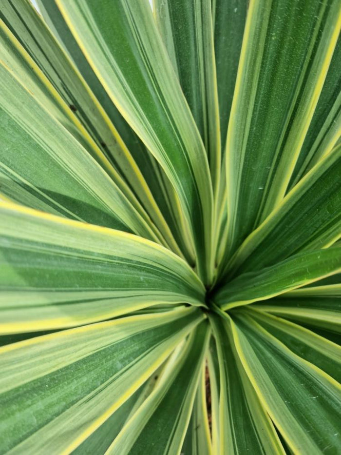 Jetzt Palmlilie 'Variegata' online kaufen bei Bohlken Pflanzenversand –  Bohlken Pflanzenversand GbR
