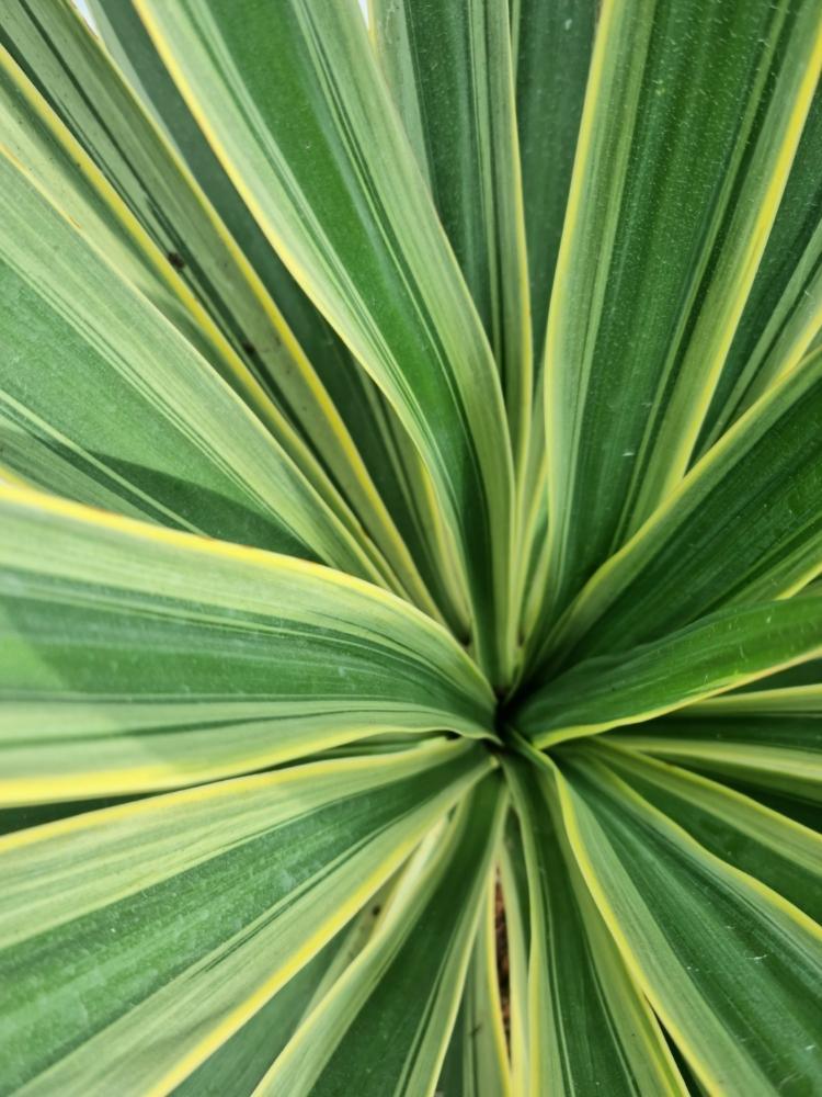 Bild von Palmlilie 'Variegata' im Onlineshop von Bohlken Pflanzenversand GbR