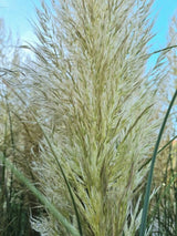 Bild von Pampasgras 'Citaro' im Onlineshop von Bohlken Pflanzenversand GbR