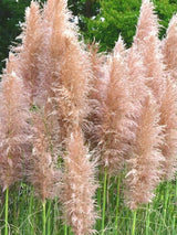 Bild von Pampasgras 'Pink Feather' im Onlineshop von Bohlken Pflanzenversand GbR