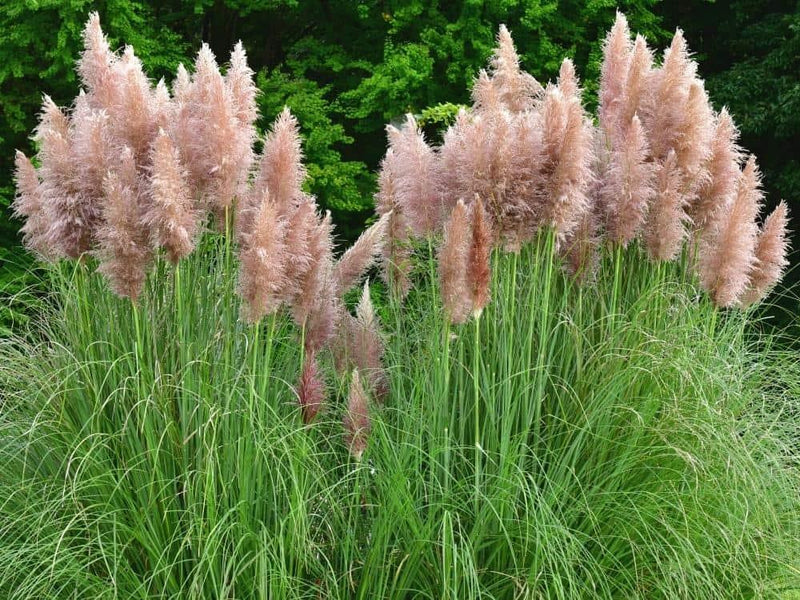 Bild von Pampasgras 'Pink Feather' im Onlineshop von Bohlken Pflanzenversand GbR