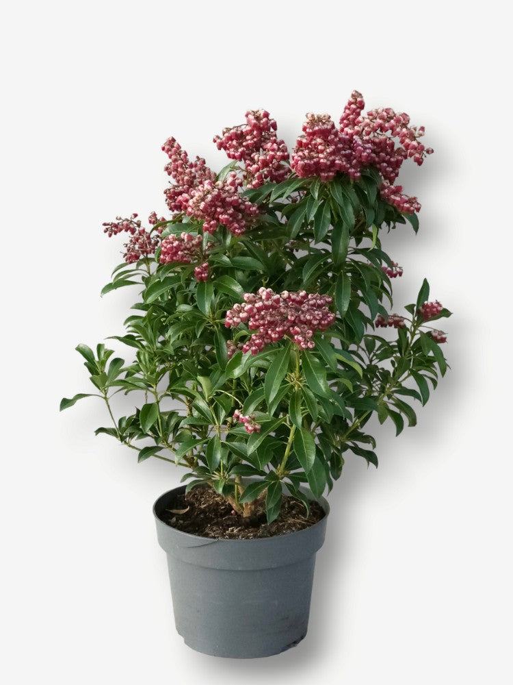 Schattenglöckchen 'Passion' ®