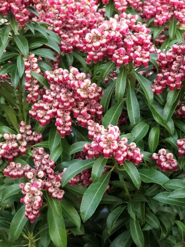 Schattenglöckchen, Pieris japonica 'Passion' ® kaufen im Online-Shop der Bohlken Baumschulen