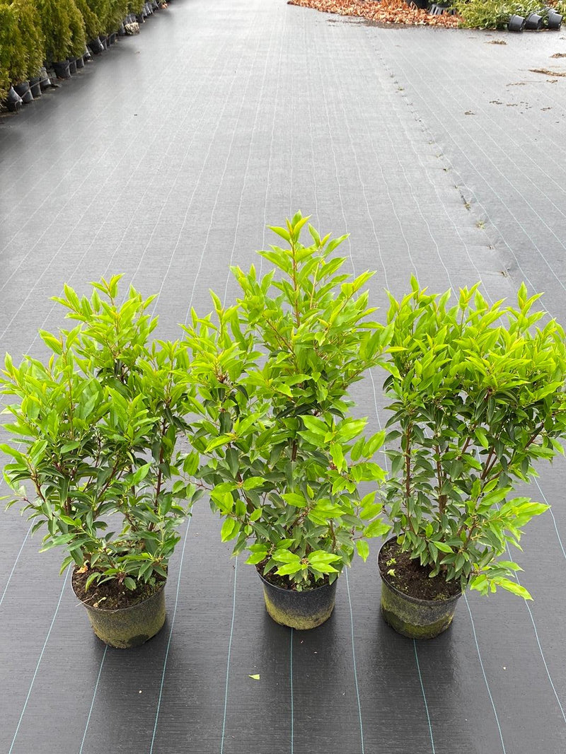 Bild von Portugiesischer Kirschlorbeer 'Angustifolia' im Onlineshop von Bohlken Pflanzenversand GbR