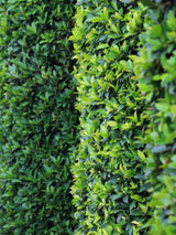 Bild von Portugiesischer Kirschlorbeer 'Angustifolia' im Onlineshop von Bohlken Pflanzenversand GbR