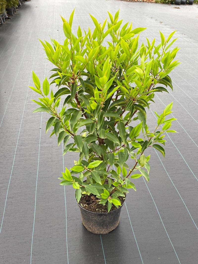 Bild von Portugiesischer Kirschlorbeer 'Angustifolia' im Onlineshop von Bohlken Pflanzenversand GbR