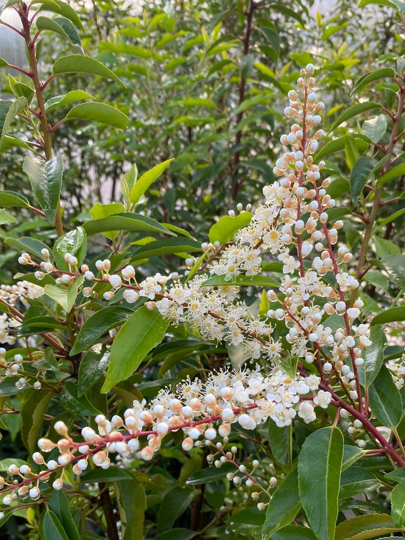 Bild von Portugiesischer Kirschlorbeer 'Angustifolia' im Onlineshop von Bohlken Pflanzenversand GbR