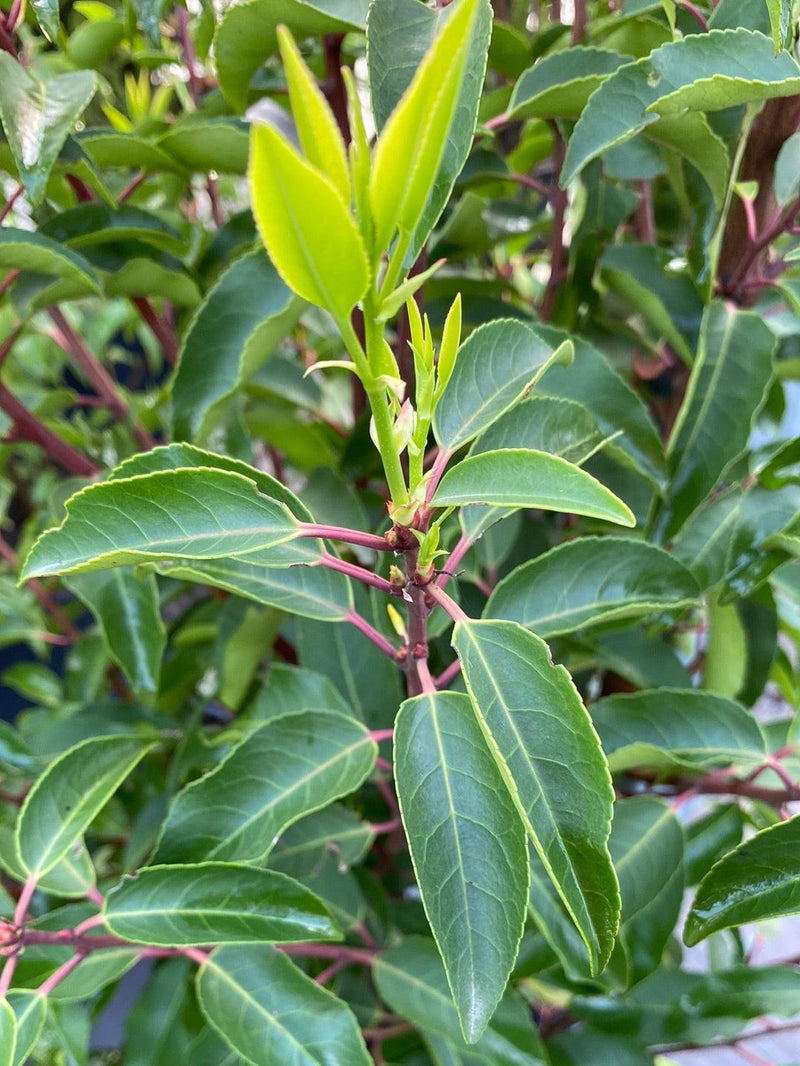 Bild von Portugiesischer Kirschlorbeer 'Angustifolia' im Onlineshop von Bohlken Pflanzenversand GbR