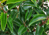 Bild von Portugiesischer Kirschlorbeer 'Angustifolia' im Onlineshop von Bohlken Pflanzenversand GbR