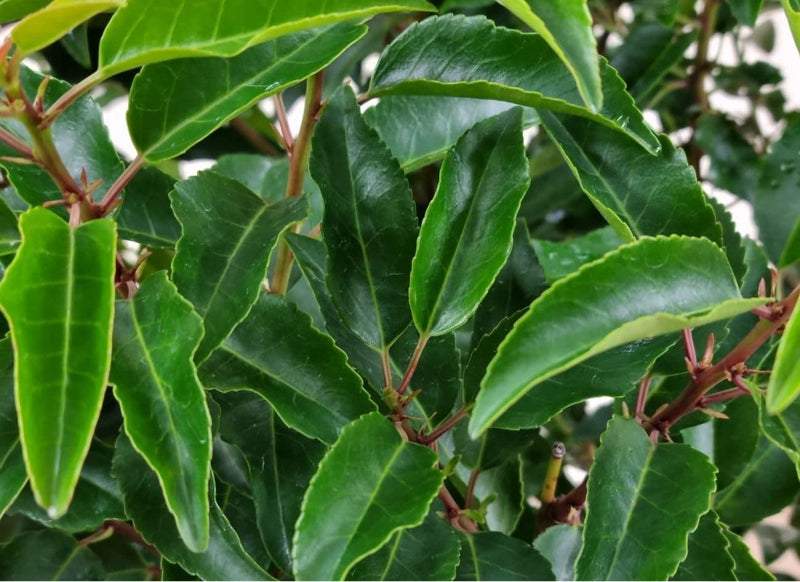 Bild von Portugiesischer Kirschlorbeer 'Angustifolia' im Onlineshop von Bohlken Pflanzenversand GbR