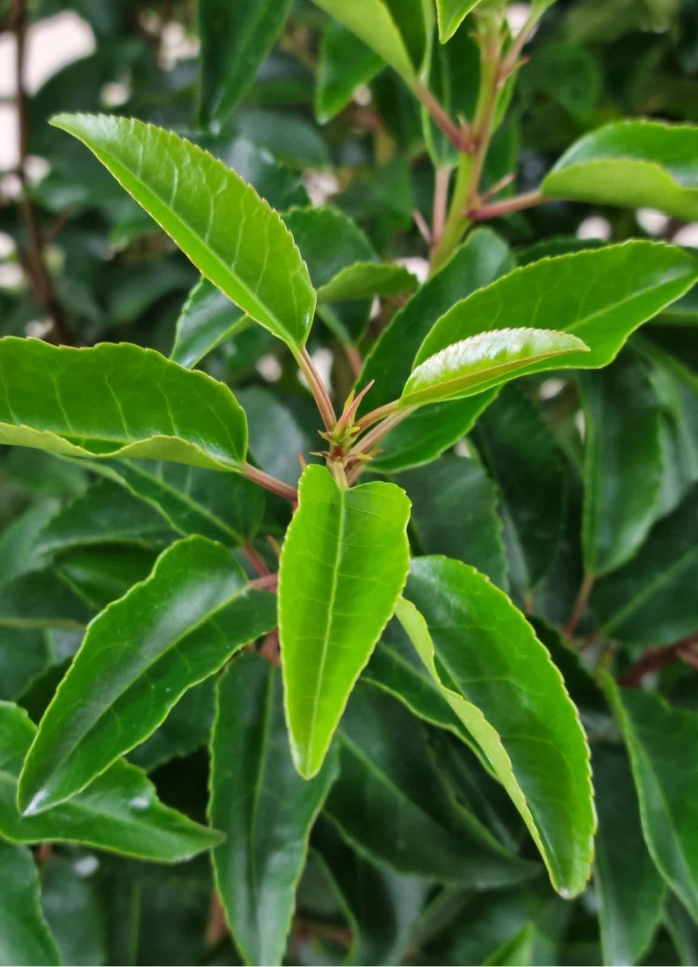 Jetzt Portugiesischer Kirschlorbeer 'Angustifolia' online kaufen bei  Bohlken Pflanzenversand  Bohlken Pflanzenversand GbR