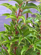 Bild von Portugiesischer Kirschlorbeer 'Brenelia'® im Onlineshop von Bohlken Pflanzenversand GbR