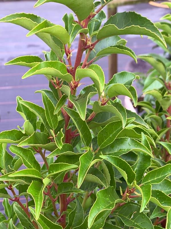 Bild von Portugiesischer Kirschlorbeer 'Brenelia'® im Onlineshop von Bohlken Pflanzenversand GbR