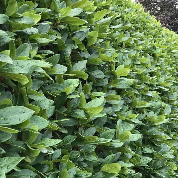 hecke rhododendron Jetzt Rhododendron Alpenrose Hecke rosa online kaufen bei Bohlken  Pflanzenversand – Bohlken Pflanzenversand GbR