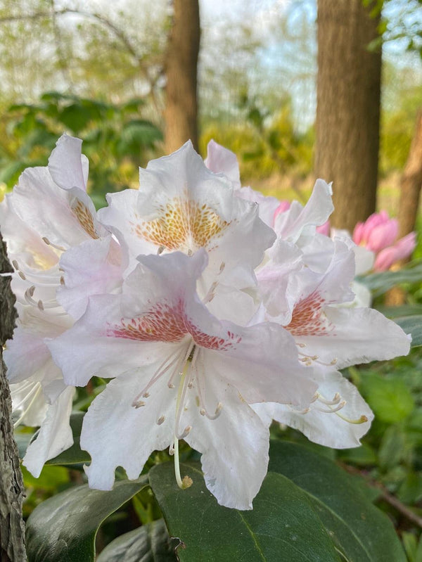 Bild von Rhododendron Alpenrose Hecke weiß im Onlineshop von Bohlken Pflanzenversand GbR