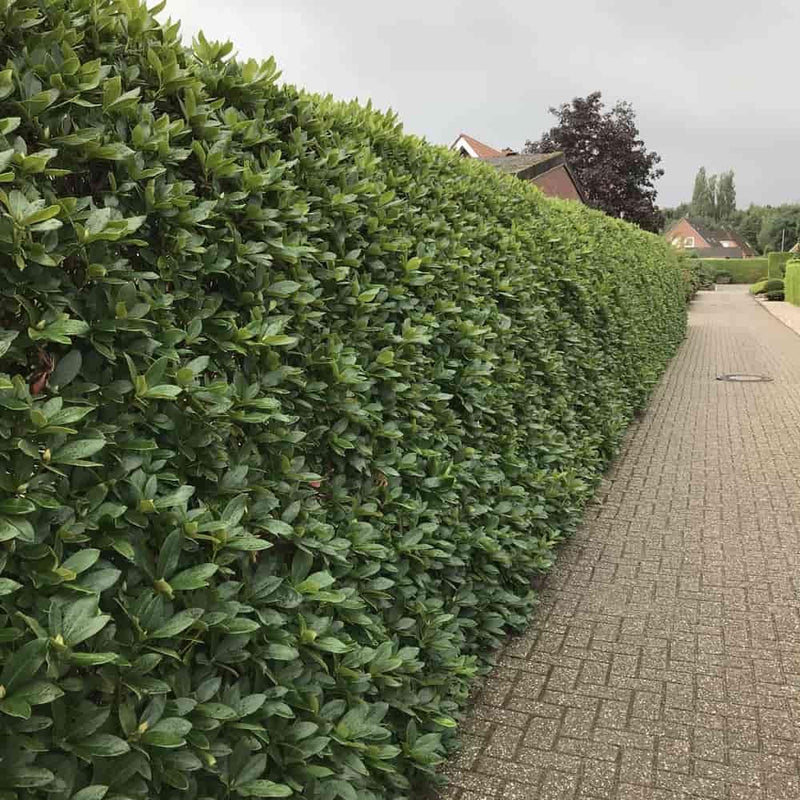 Bild von Rhododendron Alpenrose Hecke weiß im Onlineshop von Bohlken Pflanzenversand GbR