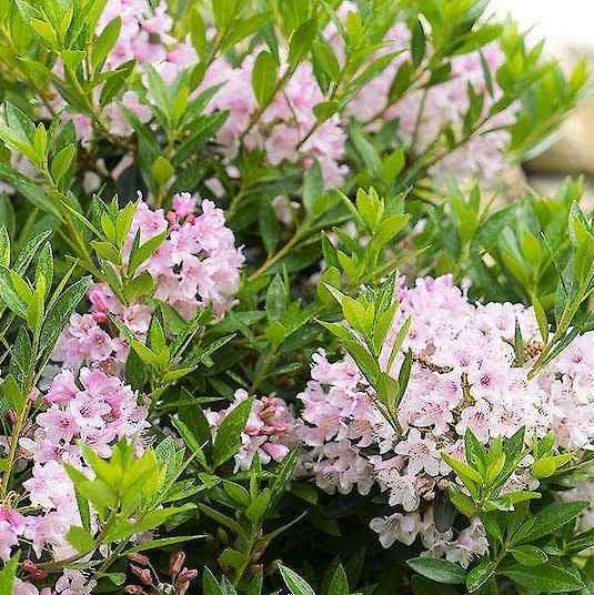 Bild von Rhododendron 'Bloombux' ® im Onlineshop von Bohlken Pflanzenversand GbR