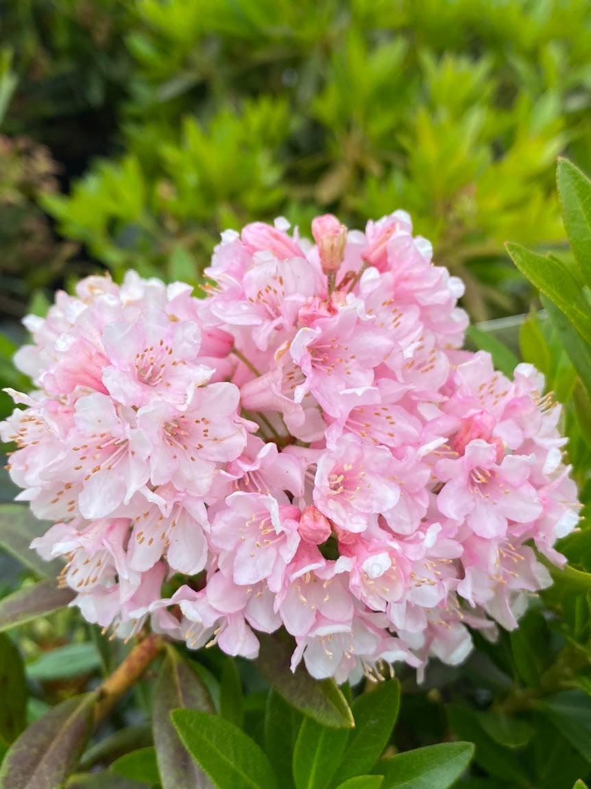 Jetzt Rhododendron 'Bloombux'  Pink online kaufen bei Bohlken  Pflanzenversand  Bohlken Pflanzenversand GbR