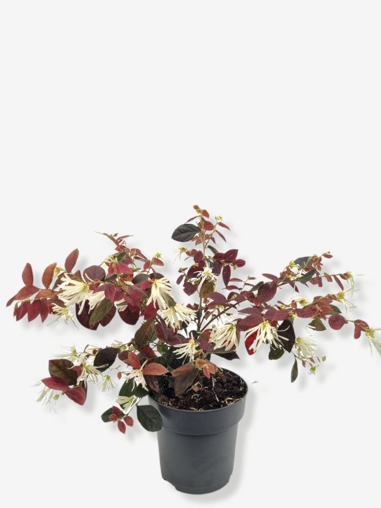 Bild von Riemenblüte 'Ruby Snow' ® im Onlineshop von Bohlken Pflanzenversand GbR