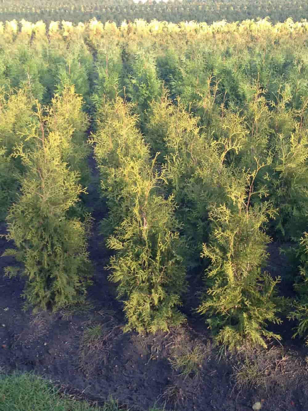 Bild von Riesen-Lebensbaum 'Aurescens' im Onlineshop von Bohlken Pflanzenversand GbR