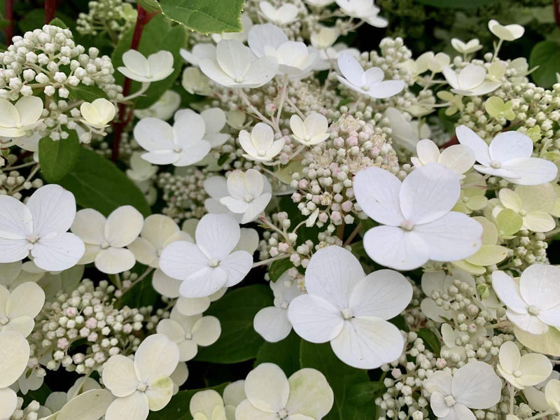 Bild von Rispen Hortensie 'Early Sensation'® im Onlineshop von Bohlken Pflanzenversand GbR