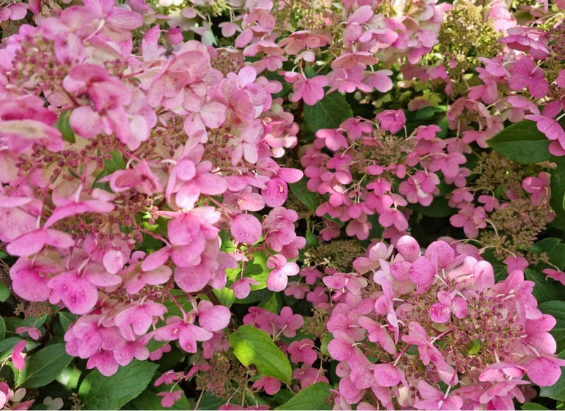 Bild von Rispen Hortensie 'Early Sensation'® im Onlineshop von Bohlken Pflanzenversand GbR