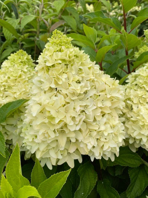 Bild von Rispen Hortensie 'Little Fresco'® im Onlineshop von Bohlken Pflanzenversand GbR